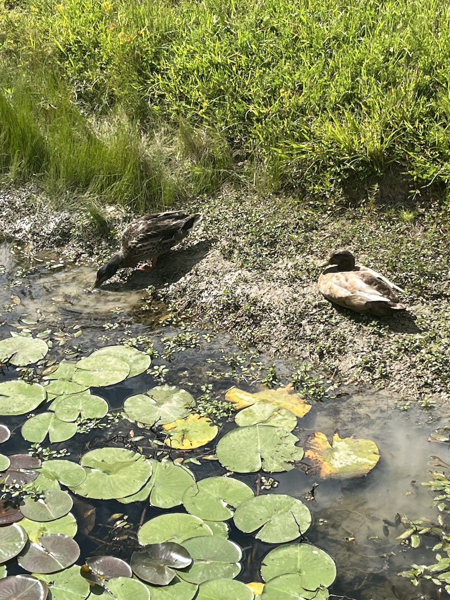 Mallard (Domestic type) - ML641137873