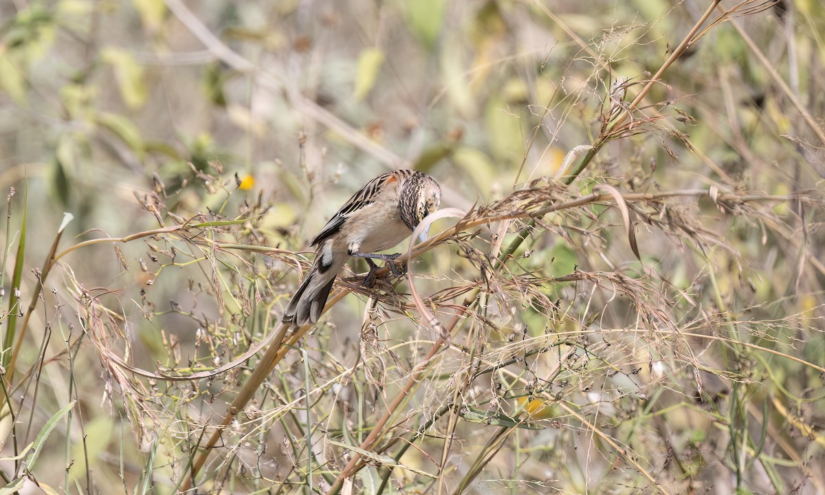 ハジロホウオウ - ML641137882