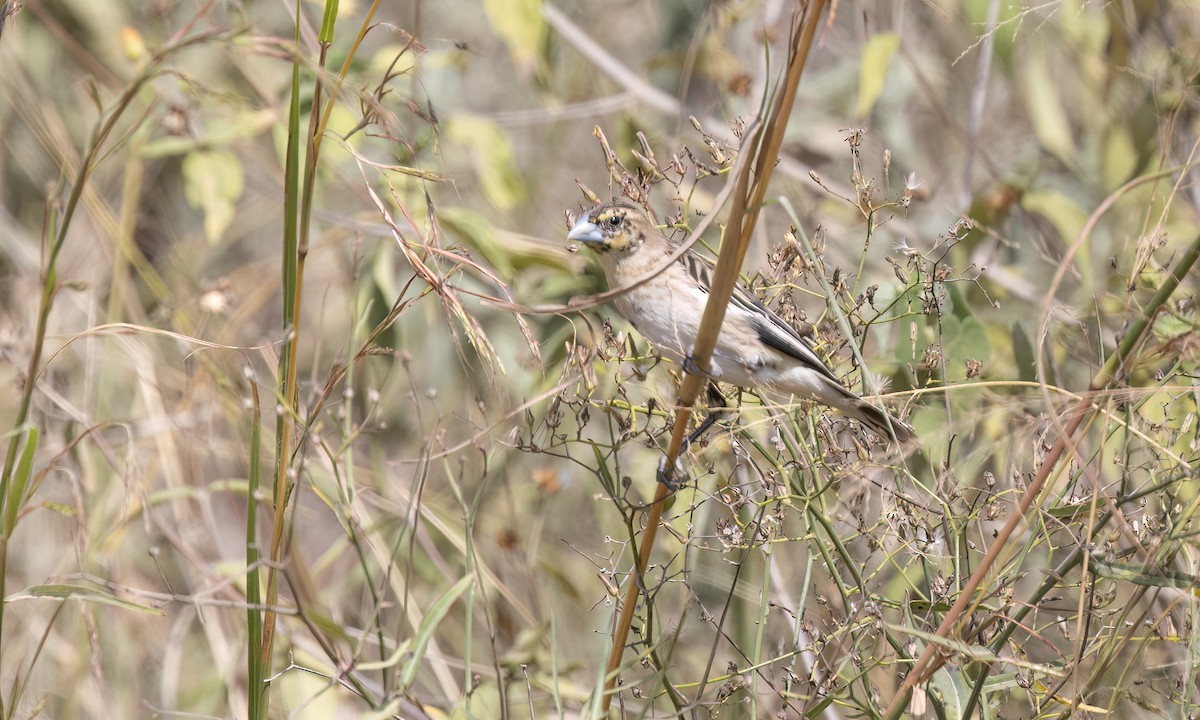 ハジロホウオウ - ML641137883