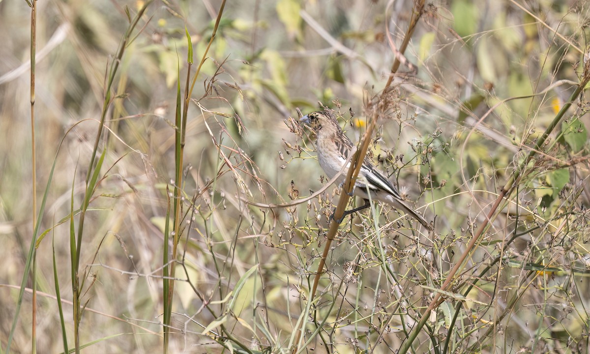 ハジロホウオウ - ML641137884