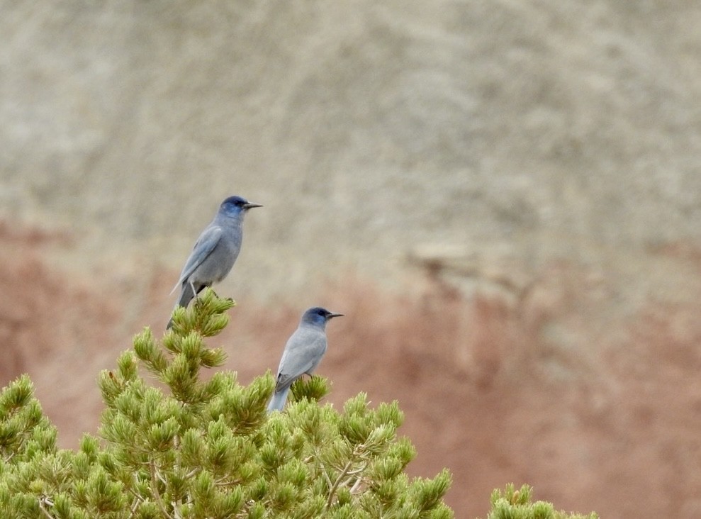 Pinyon Jay - ML641137945