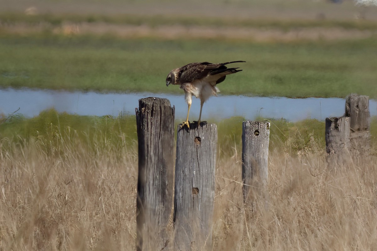 Spotted Harrier - ML641137948
