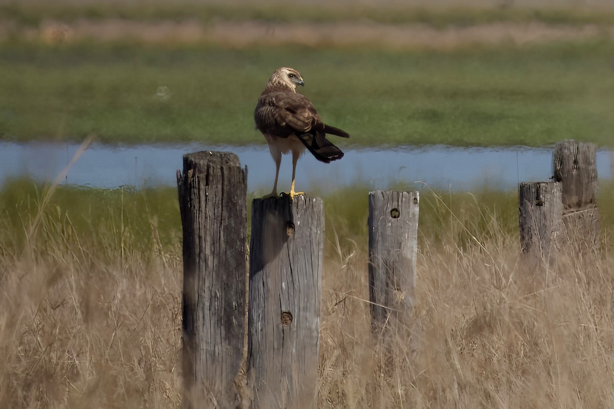 Spotted Harrier - ML641137949