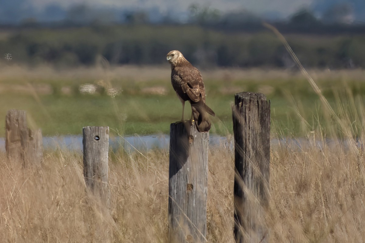 Spotted Harrier - ML641137950