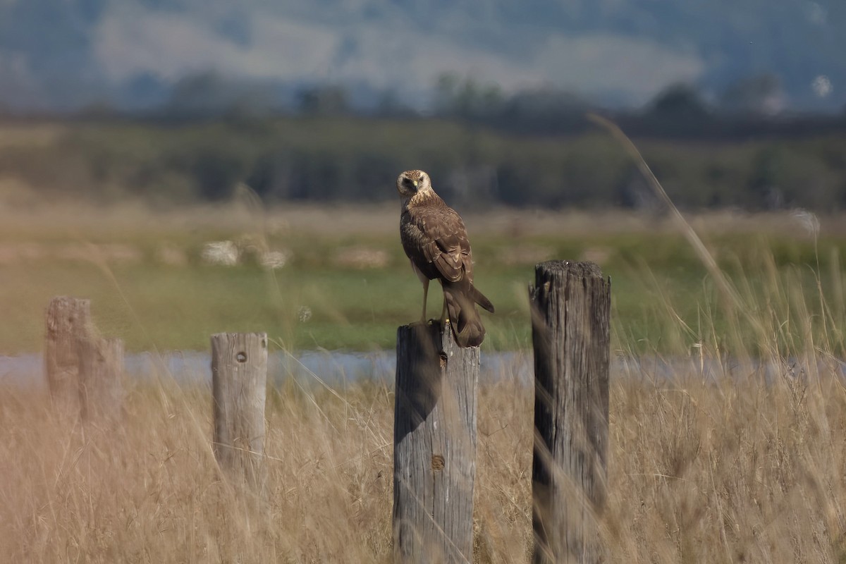 Spotted Harrier - ML641137952