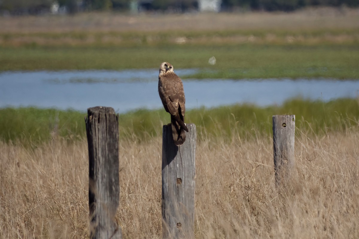 Spotted Harrier - ML641137953