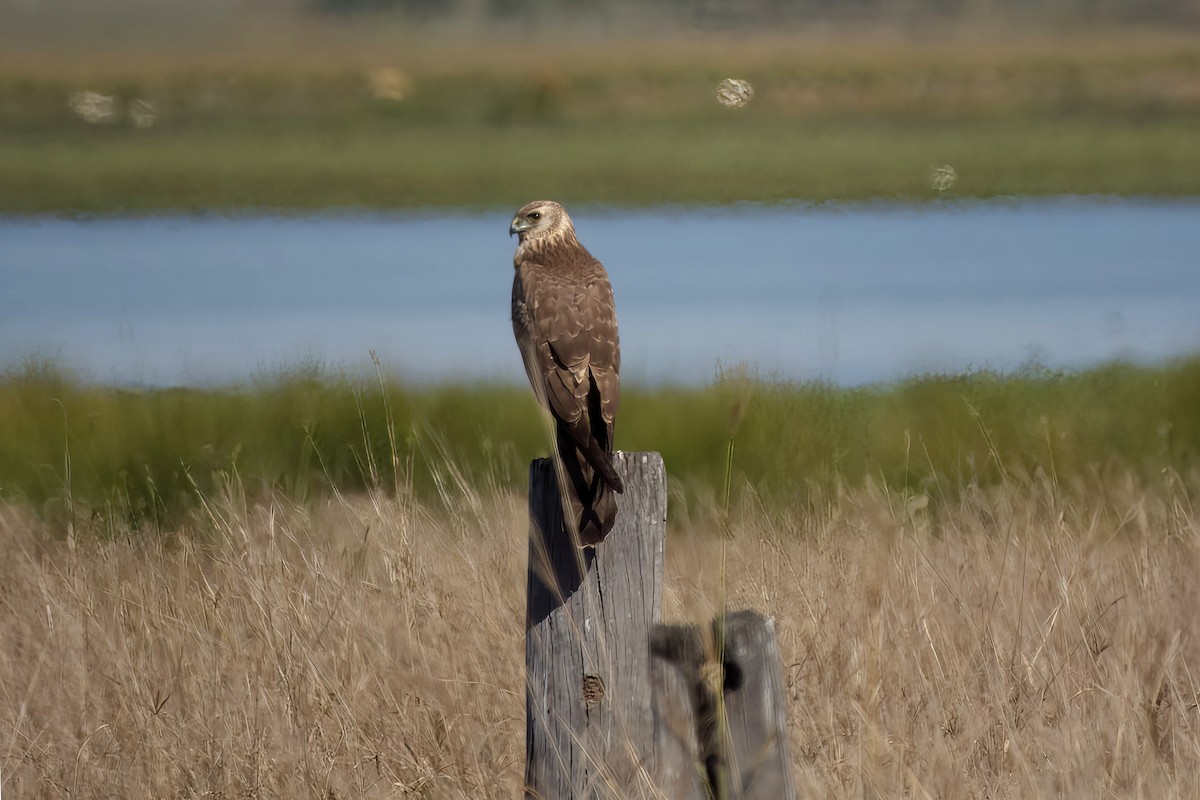 Spotted Harrier - ML641137954