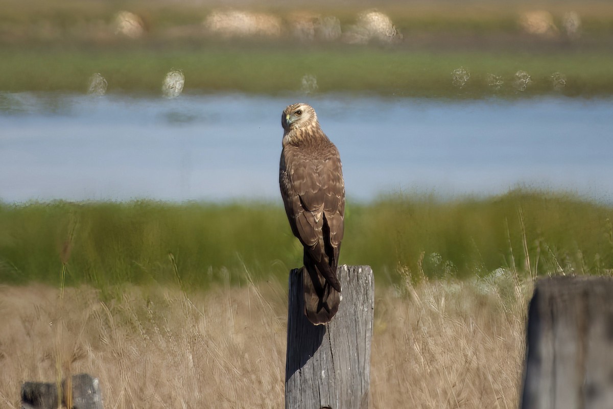 Spotted Harrier - ML641137955