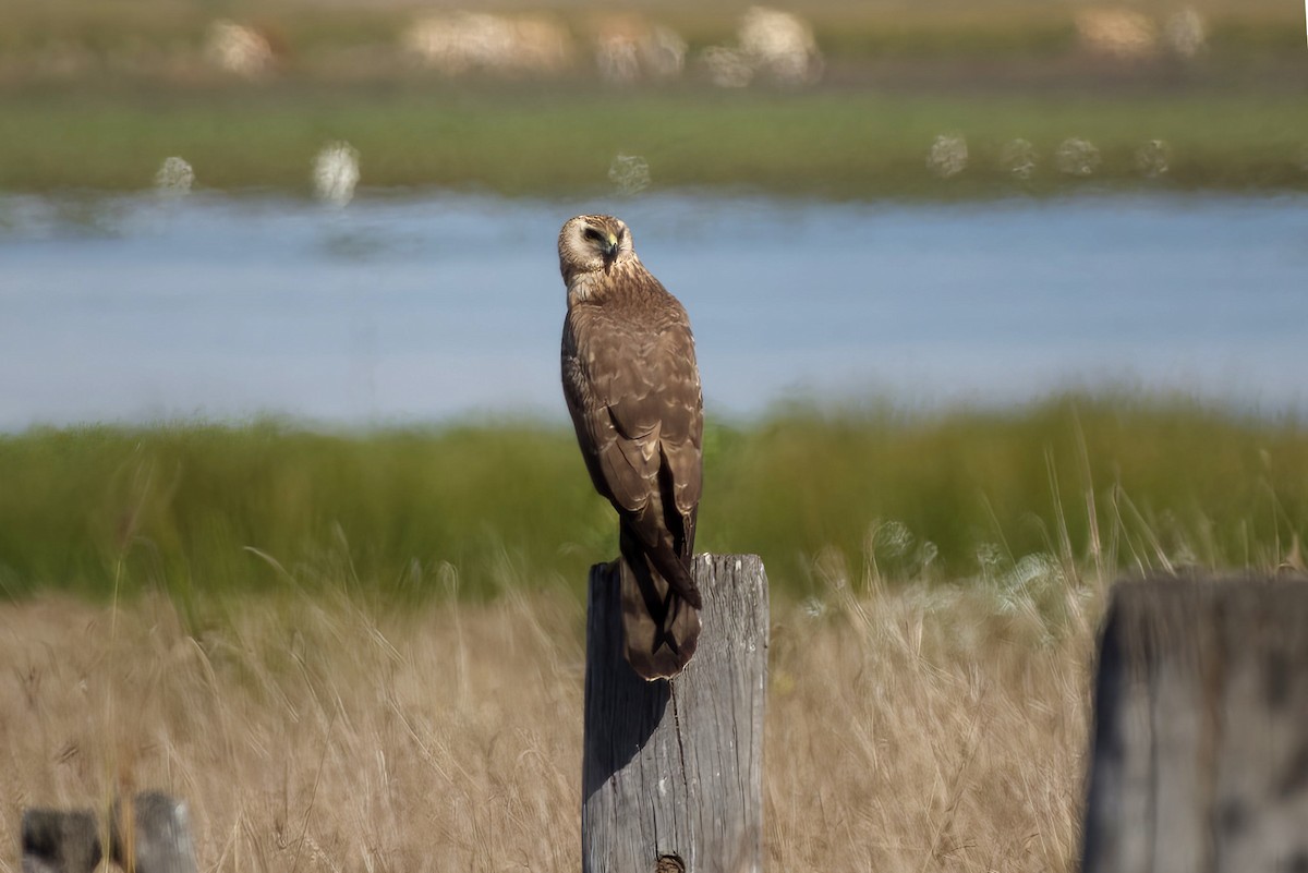 Spotted Harrier - ML641137956
