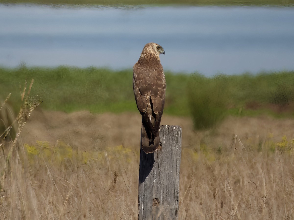 Spotted Harrier - ML641137957