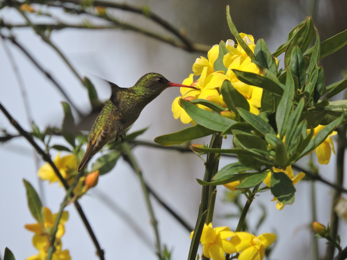 Gilded Hummingbird - ML641137959