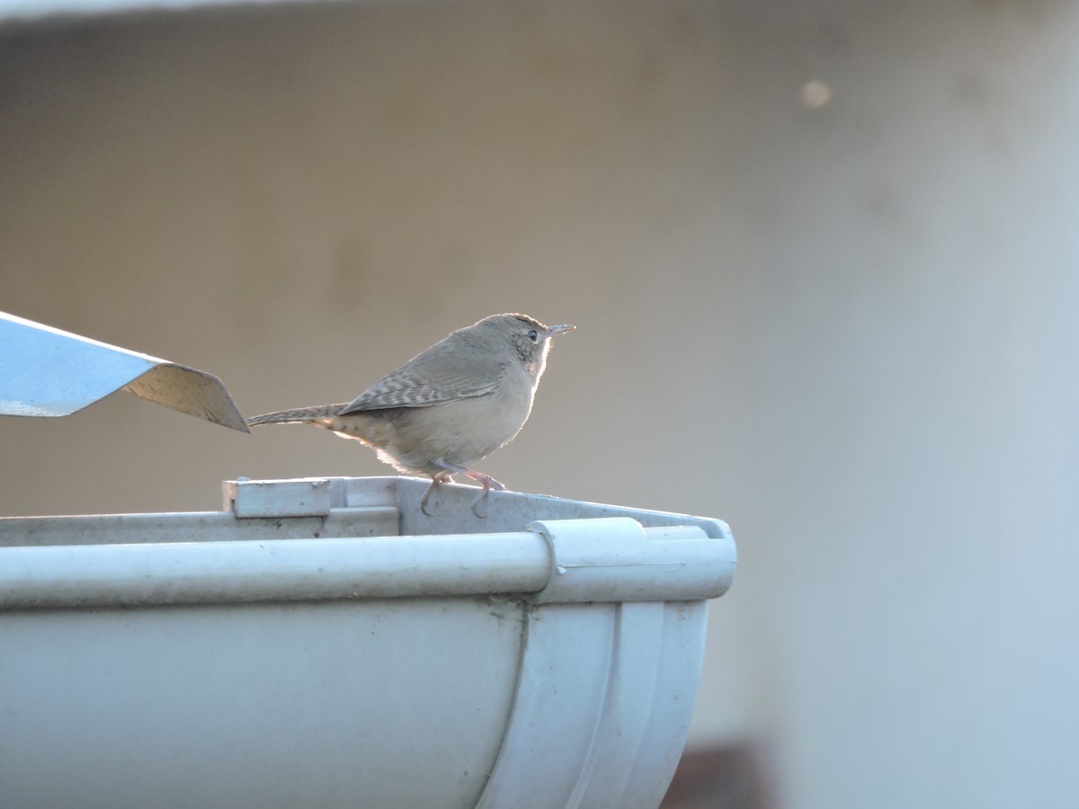 Southern House Wren - ML641137977
