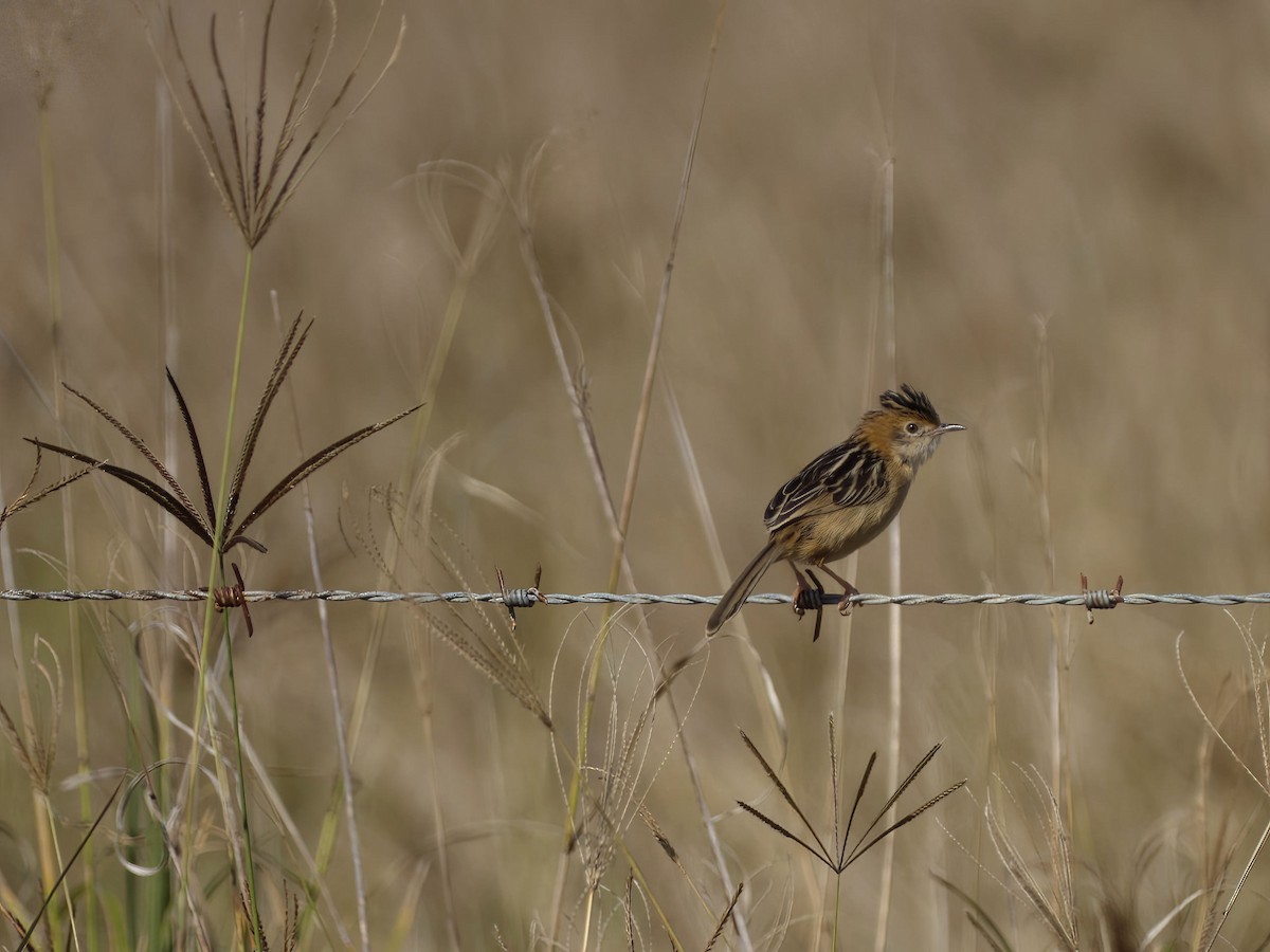 Golden-headed Cisticola - ML641137986