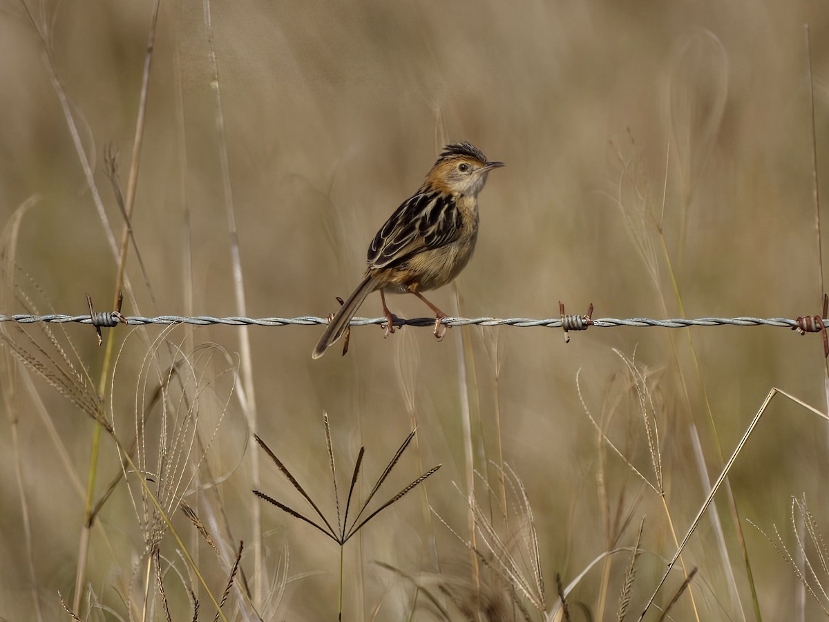 Golden-headed Cisticola - ML641137987