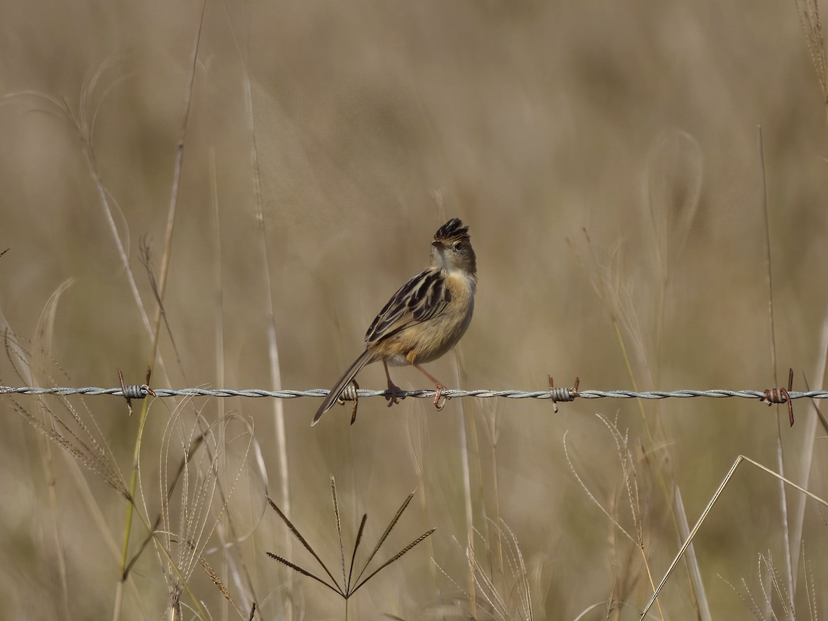 Golden-headed Cisticola - ML641137988