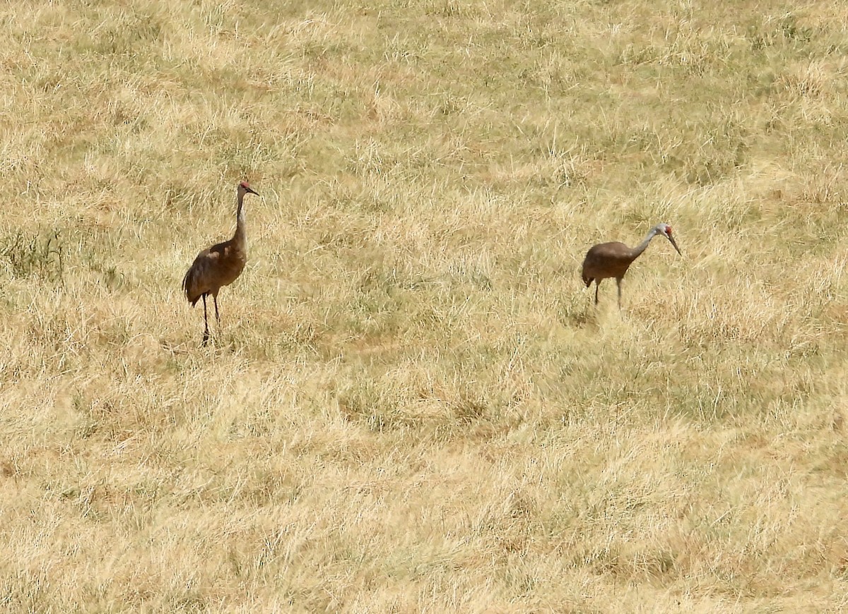 Sandhill Crane - ML641137990