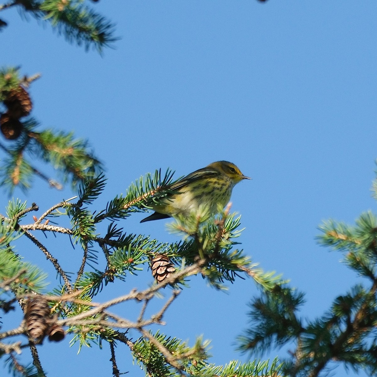 Cape May Warbler - ML641137998
