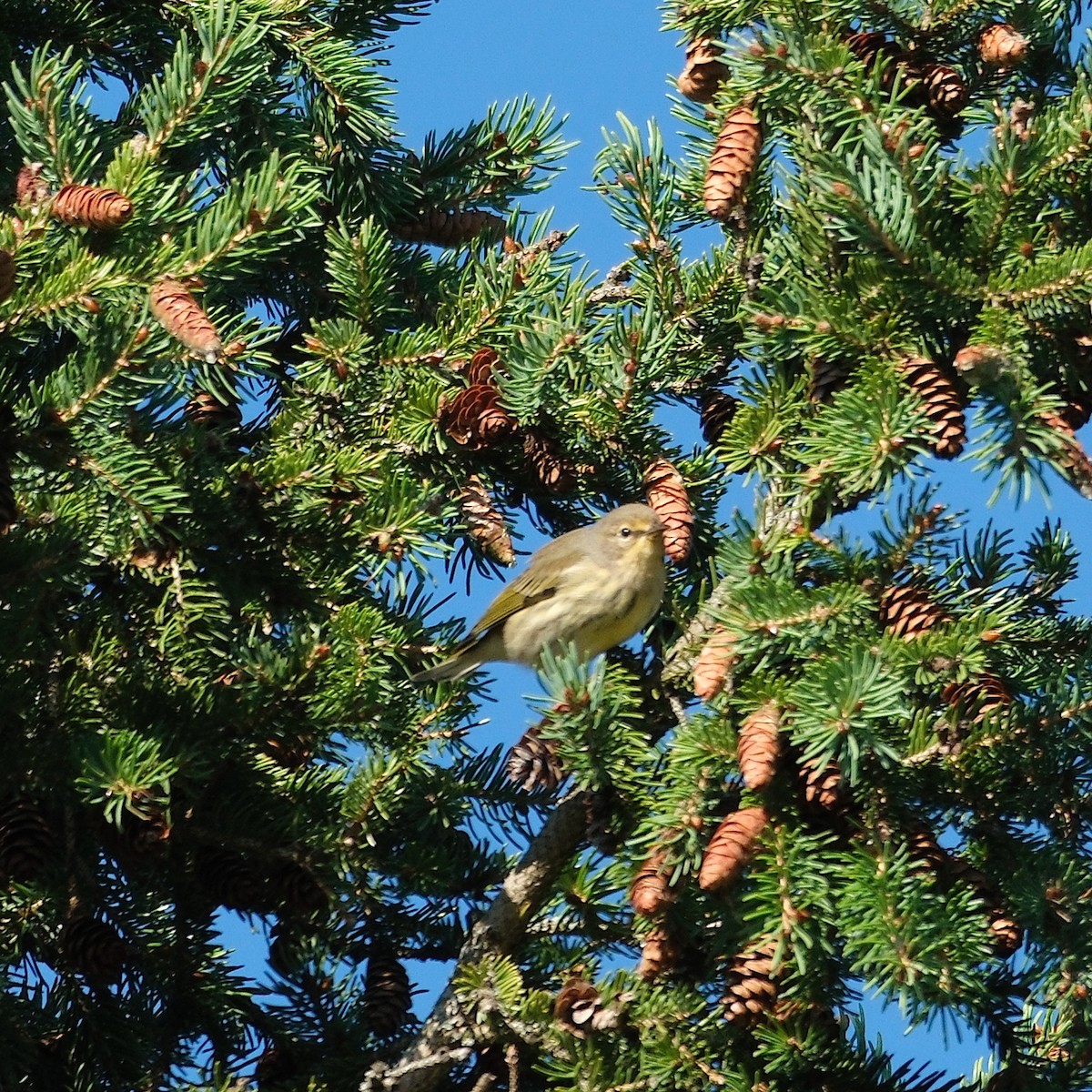 Cape May Warbler - ML641137999