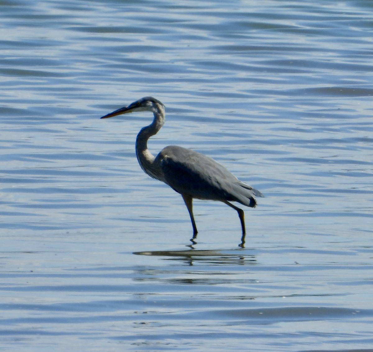 Great Blue Heron - ML641138002
