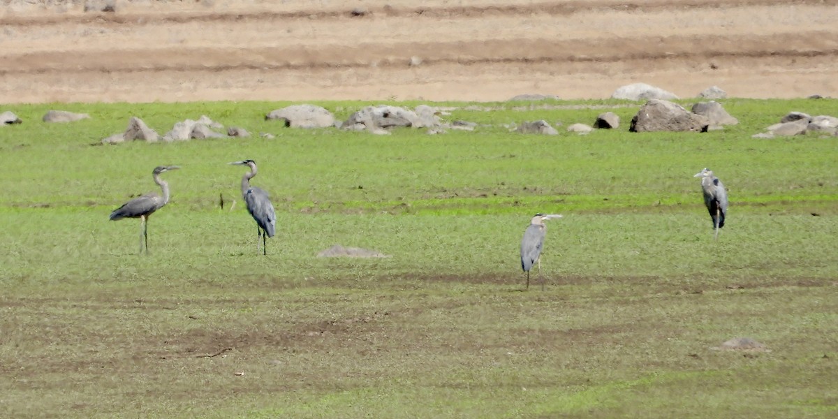 Great Blue Heron - ML641138003