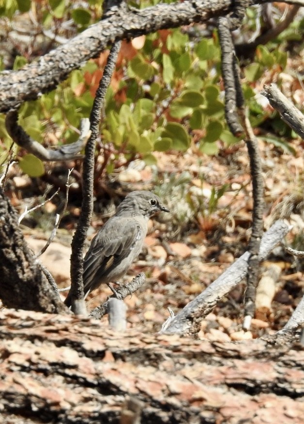 Townsend's Solitaire - ML641138004
