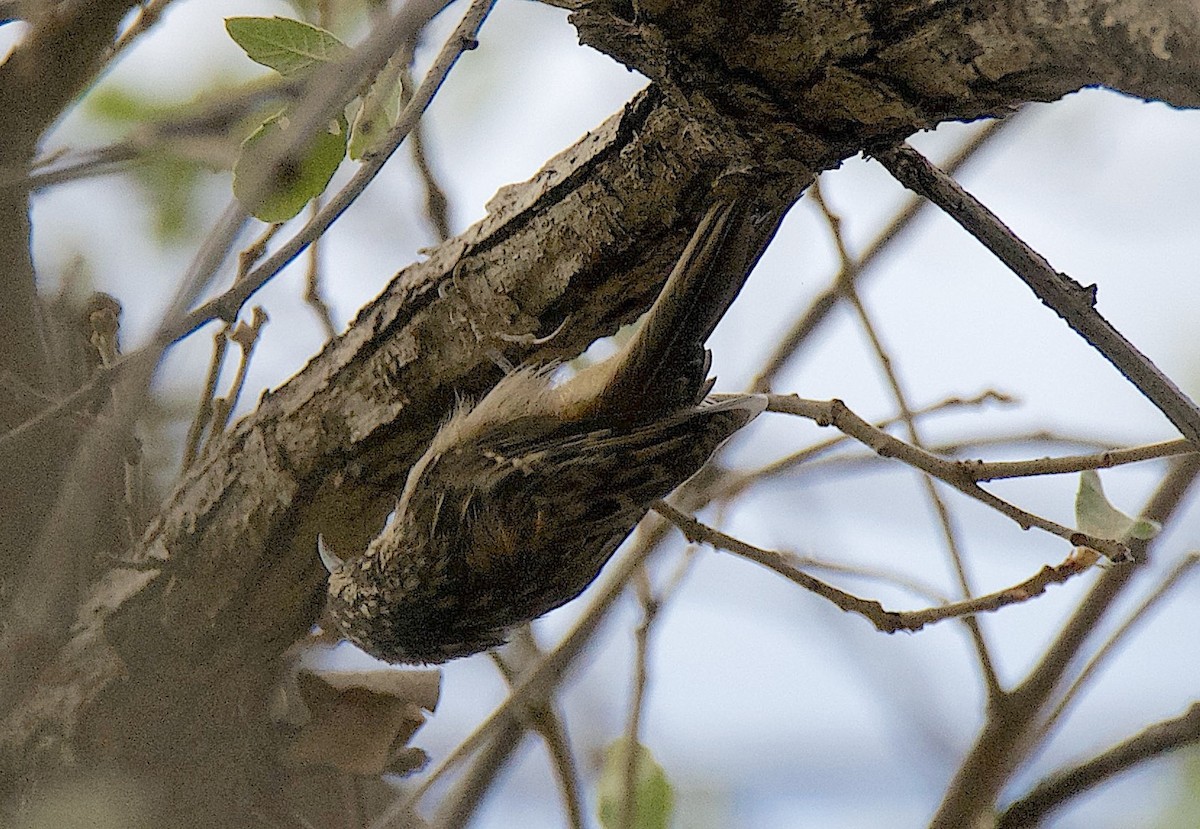 Brown Creeper - ML641138011