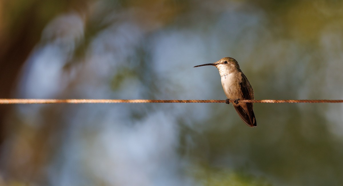 Costa's Hummingbird - ML641138013