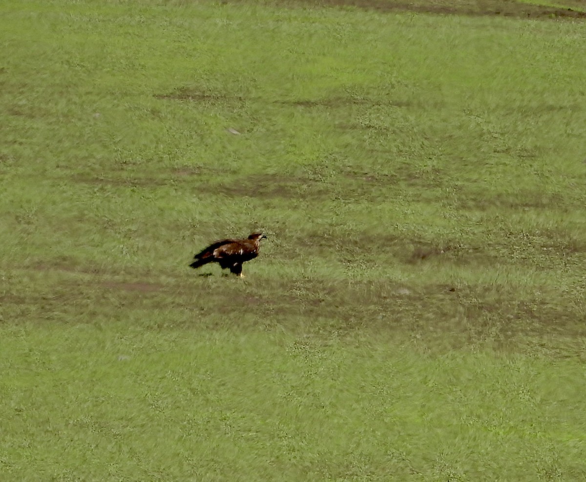 Bald Eagle - ML641138018