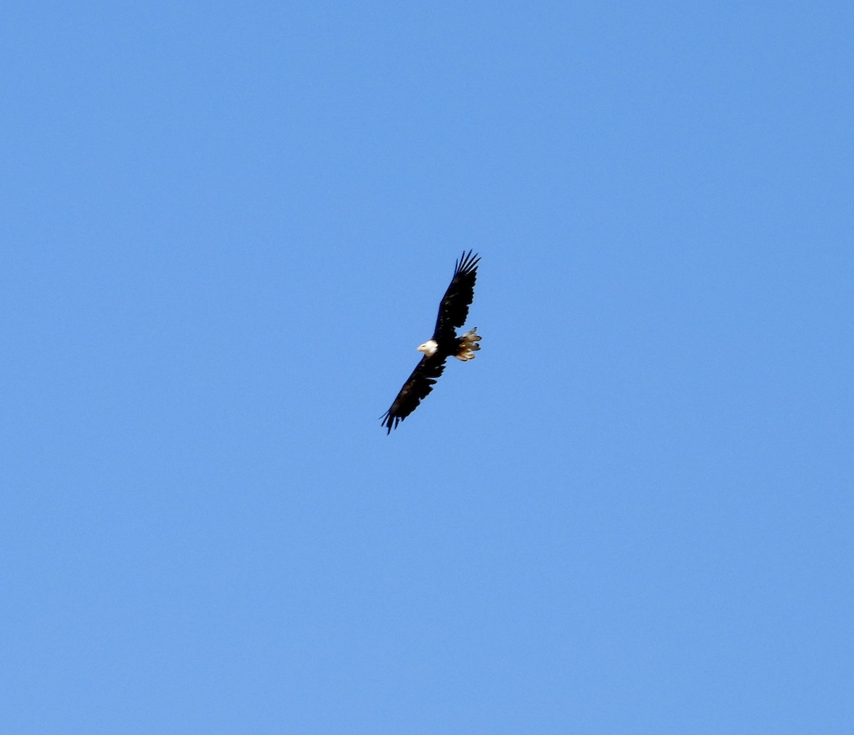 Bald Eagle - ML641138019