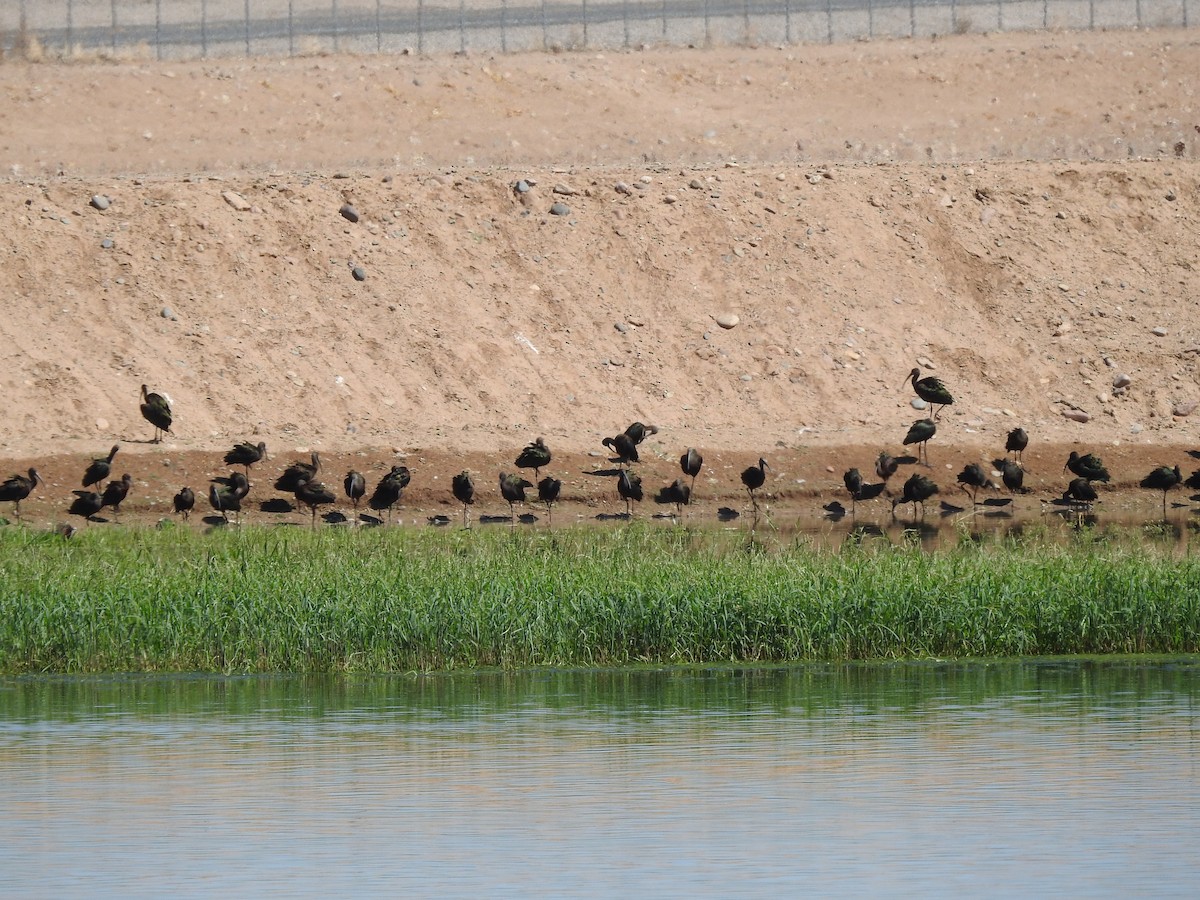White-faced Ibis - ML641138034