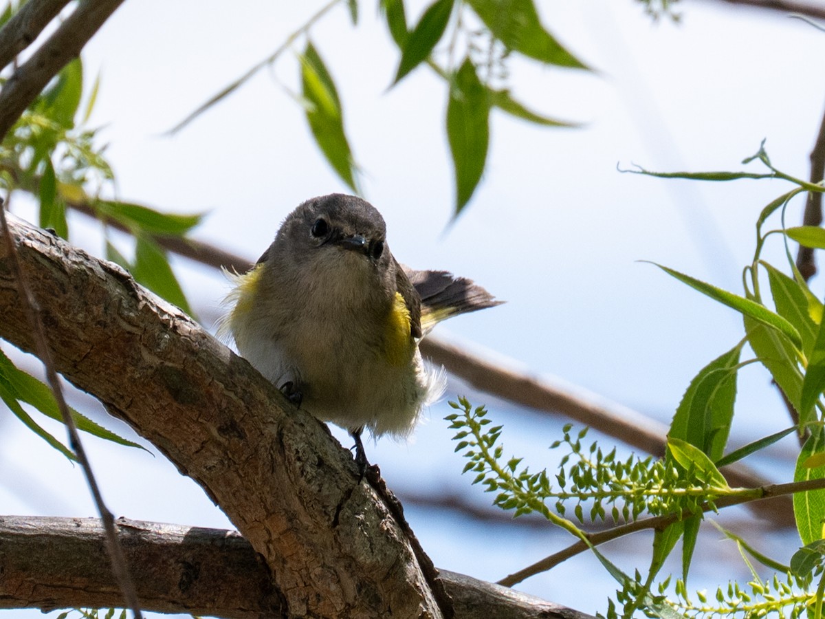 American Redstart - ML641138036