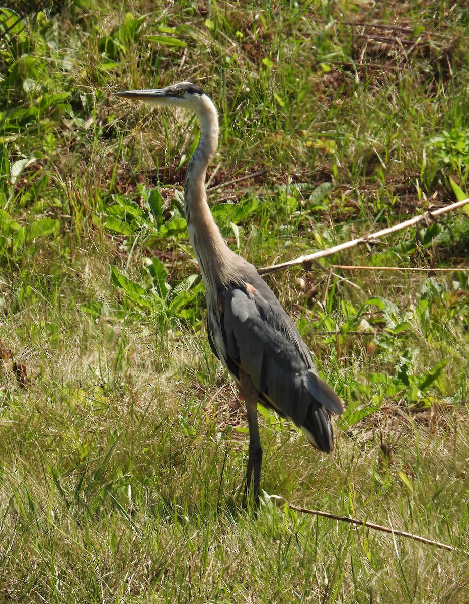 Great Blue Heron - ML641138037