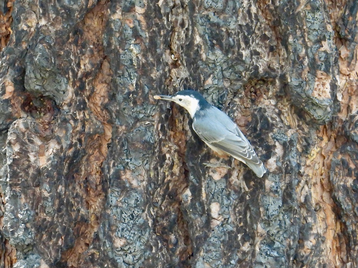 White-breasted Nuthatch - ML641138038