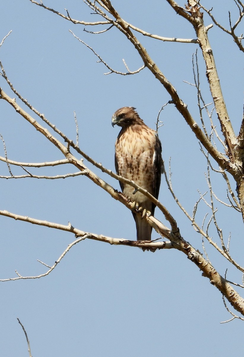 Red-tailed Hawk - ML641138039
