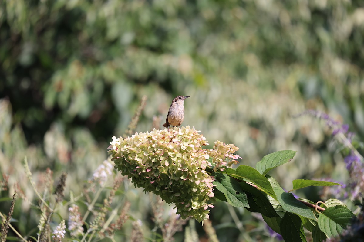 Carolina Wren - ML641138067