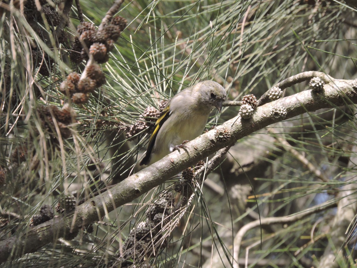 Hooded Siskin - ML641138069