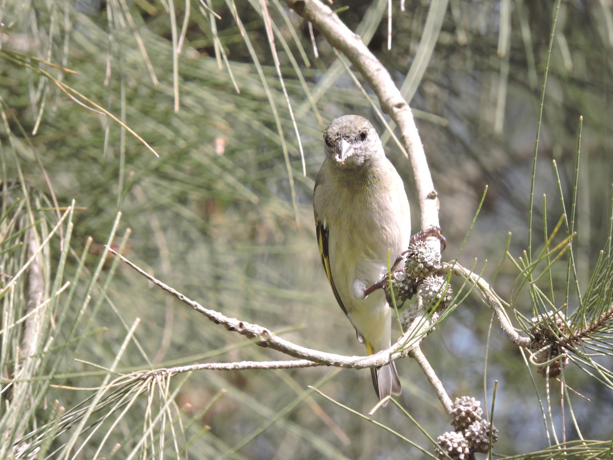 Hooded Siskin - ML641138070
