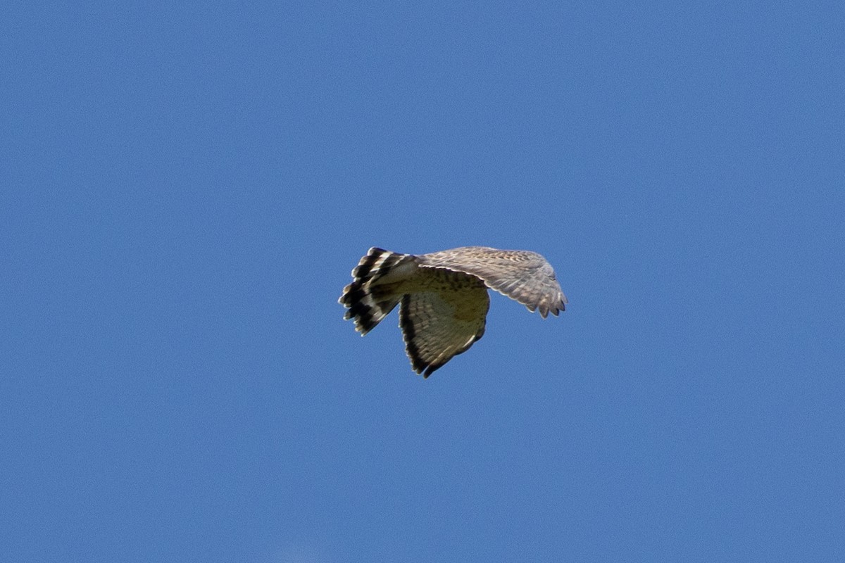 Broad-winged Hawk - ML641138071
