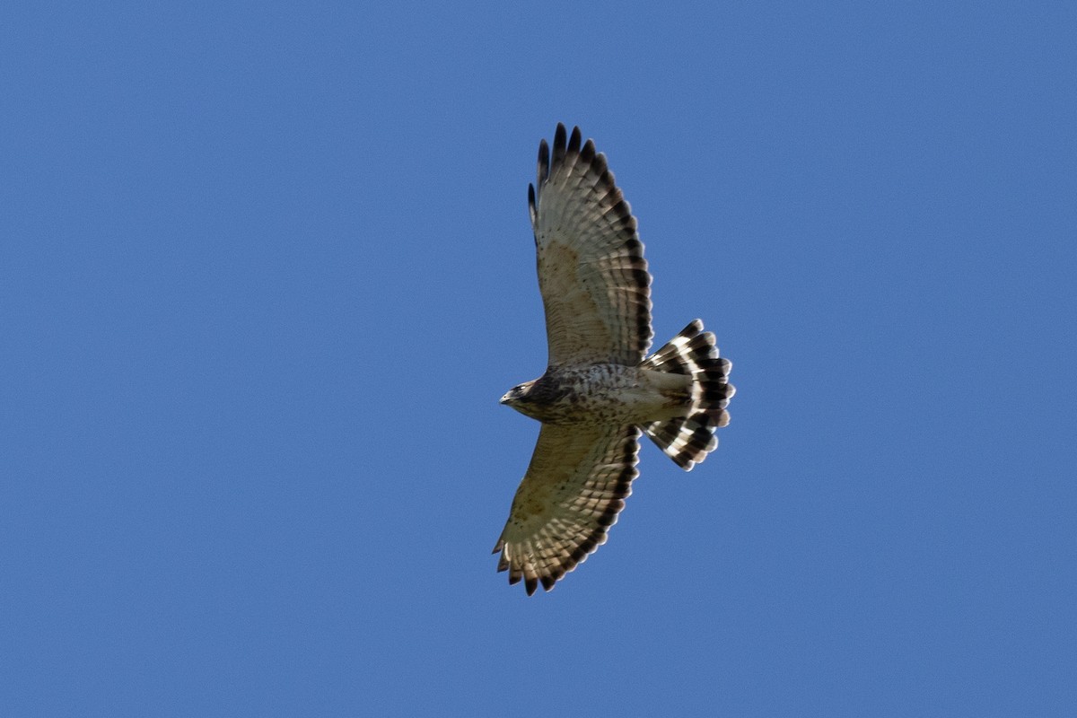 Broad-winged Hawk - ML641138072