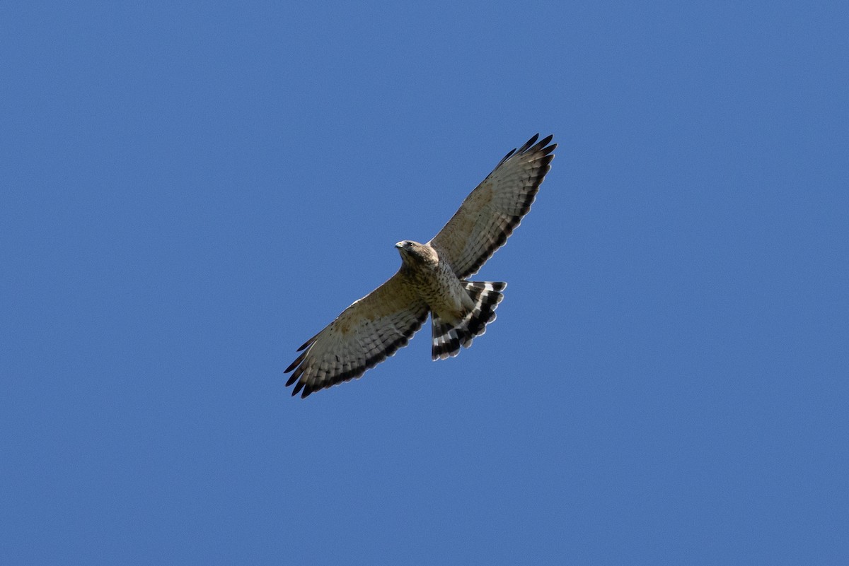Broad-winged Hawk - ML641138073
