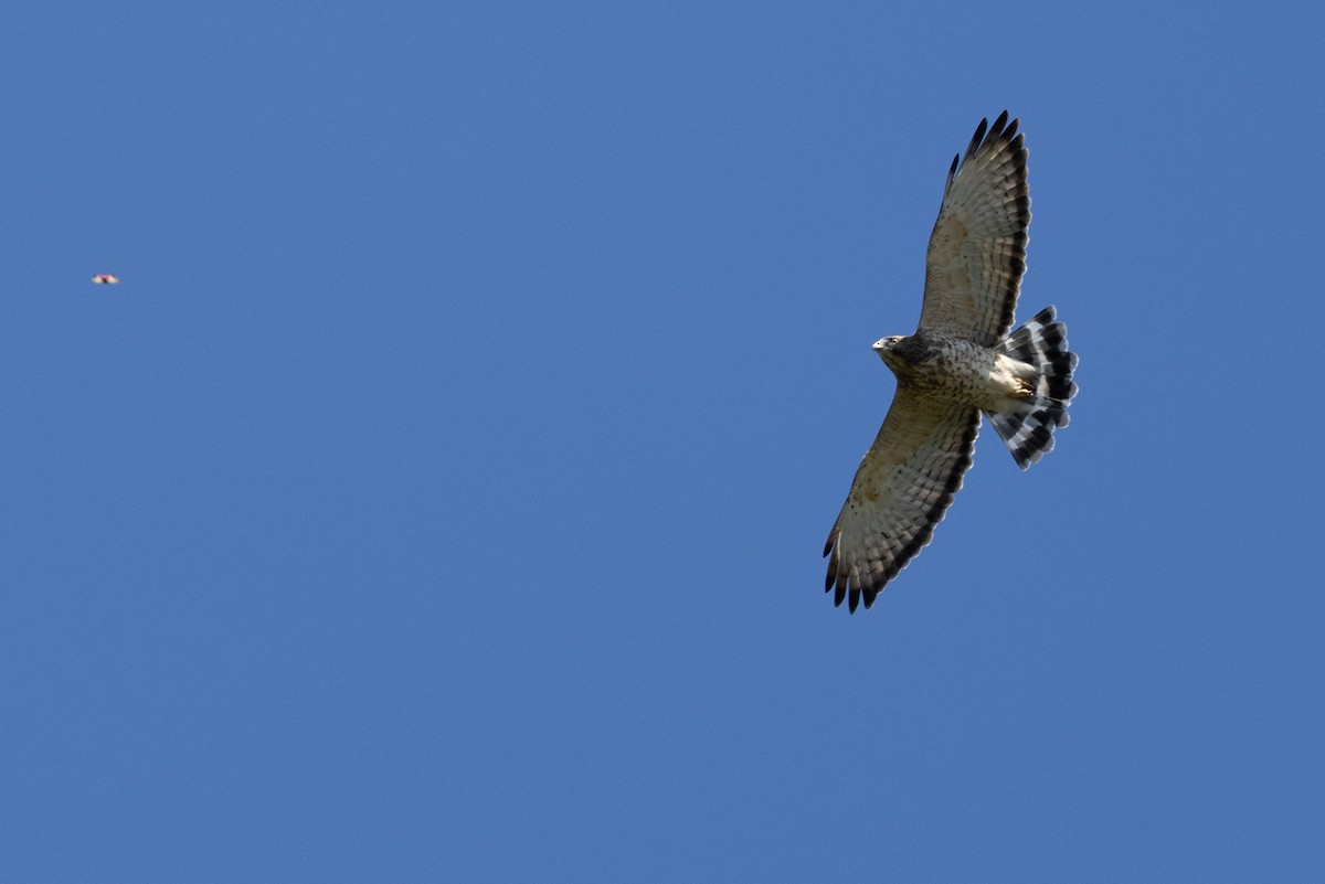 Broad-winged Hawk - ML641138074