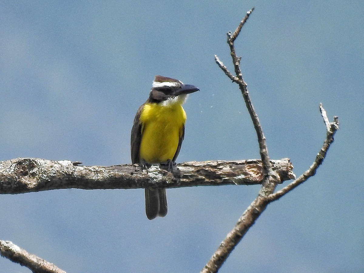 Boat-billed Flycatcher - ML641138078