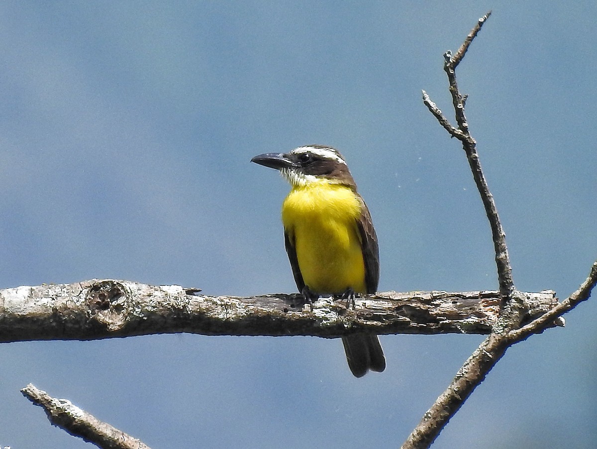 Boat-billed Flycatcher - ML641138079