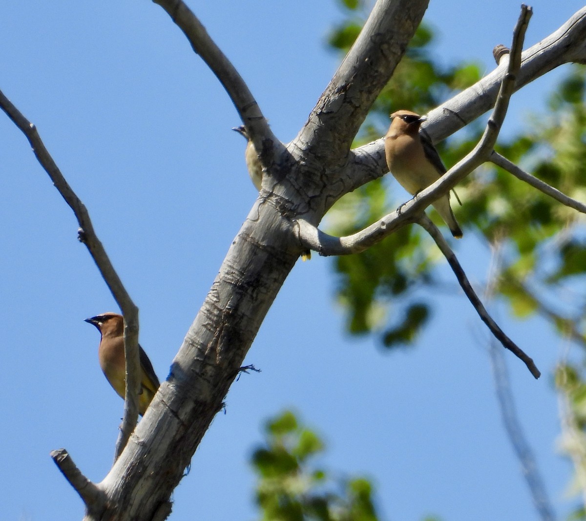 Cedar Waxwing - ML641138084