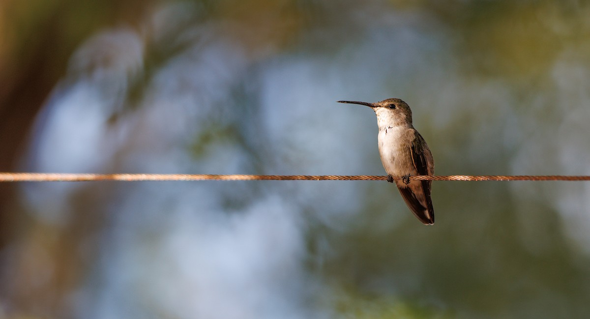 Costa's Hummingbird - ML641138085