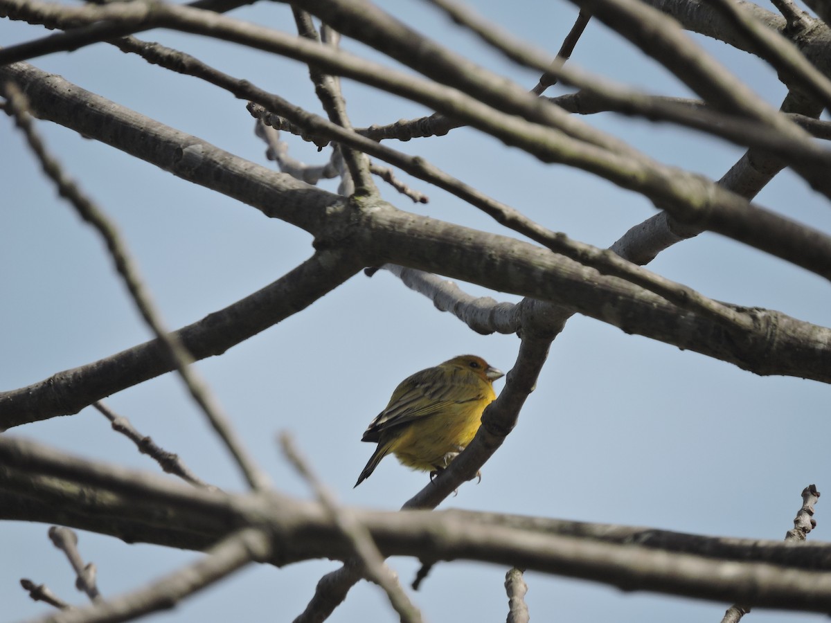 Saffron Finch - ML641138094