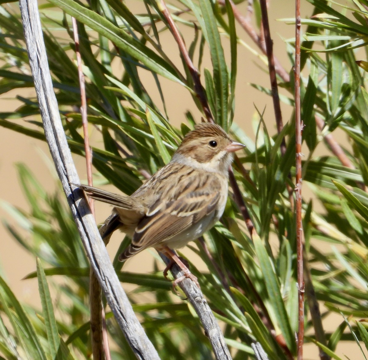 Clay-colored Sparrow - ML641138097