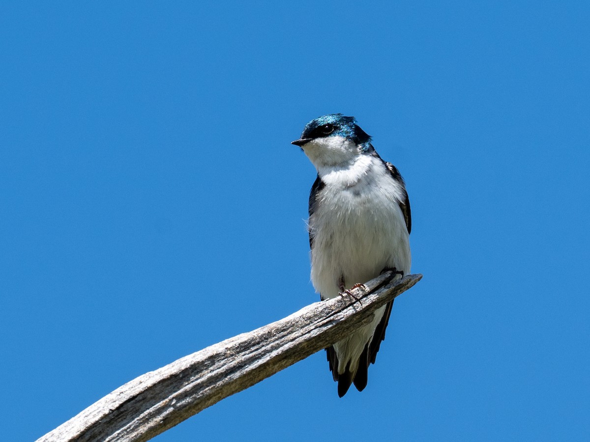 Tree Swallow - ML641138109