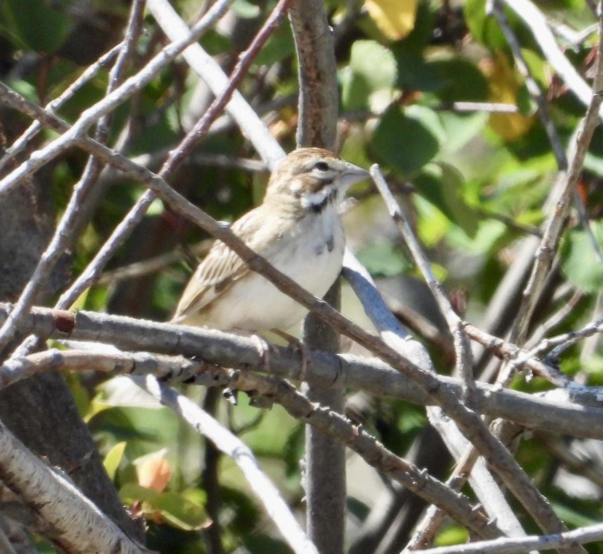 Lark Sparrow - ML641138117