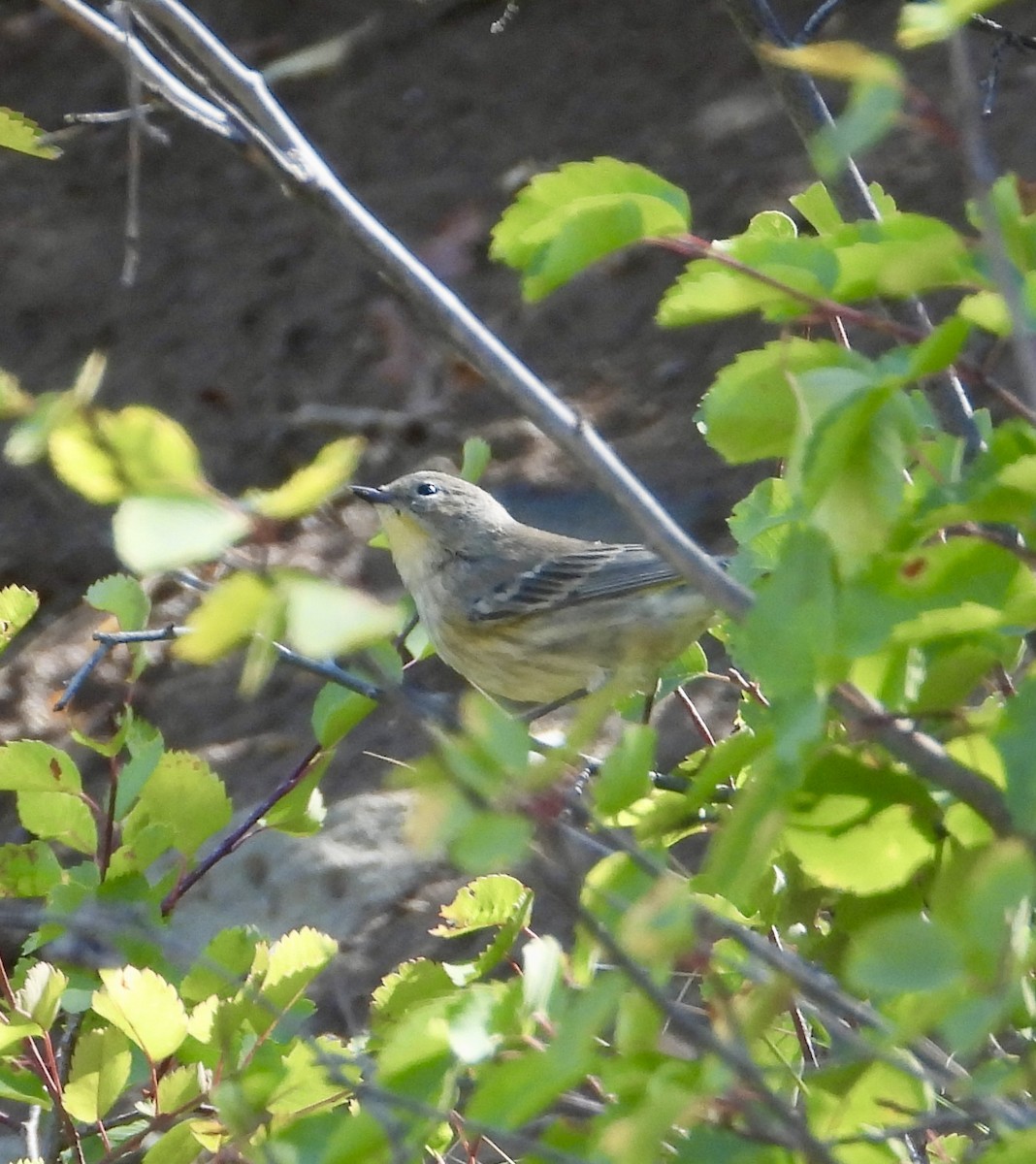 Yellow-rumped Warbler - ML641138127